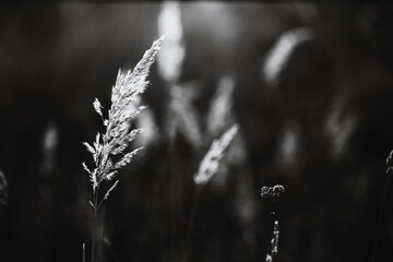A black and white image of tall grass in the field.