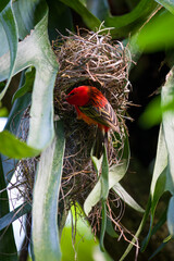 Red weaver bird building a nest between leaves