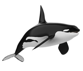Killer Whale Isolated
