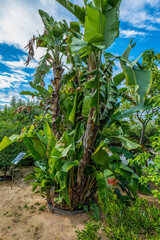 Im Ökologisch-Botanischen Garten in Bayreuth mit seinen exotischen Pflanzen und Bäumen