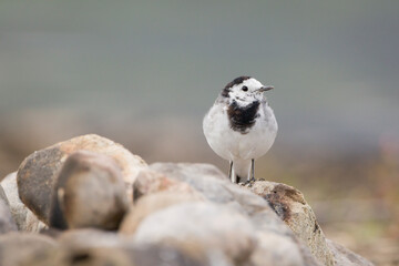Wagtail sitting on a stone on the lakeshore