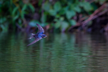 Swallow flies close above the water and searches for insects
