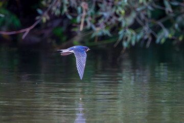 Swallow flies close above the water and searches for insects