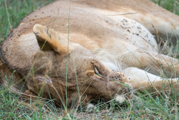 A pride of lions is currently resting and lying in the grass, Masai Mara, Kenya