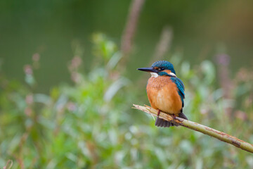 common kingfisher sit on a branch during autumn courtship