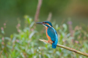 common kingfisher sit on a branch during autumn courtship