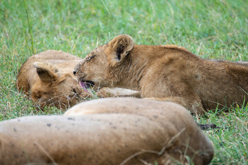 A pride of lions is currently resting and lying in the grass, Masai Mara, Kenya
