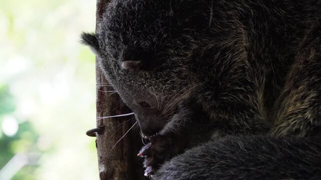 4k video footage of Giant civet or bearcat or bear cat (Arctictis Binturong). Concept for World Animal Day