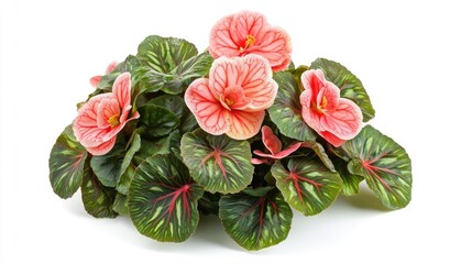 Obraz premium Begonia plant with vibrant leaves and beautiful flowers, ideal for showcasing in various compositions. This Begonia with lush foliage creates an inviting atmosphere against a white background.