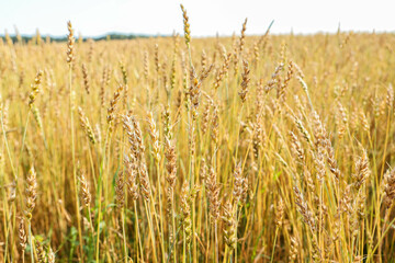 golden wheat field