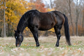 Fototapeta premium Technician Operates High-End Industrial Printer Plotter Machine