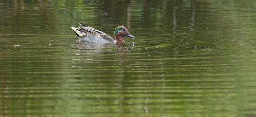 Teal in the lake, colourful duck in the lake, teal in the pond, duck looking for food in the lake