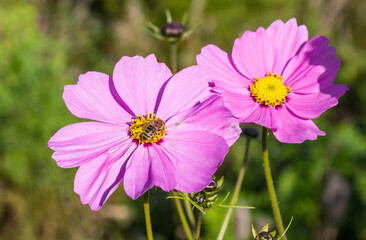 Bee sitting on a pink cosmos (Cosmos bipinnatus) flower in Evertsbos, Netherlands