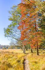 Walking path on the heather fields of Evertsbos, Netherlands
