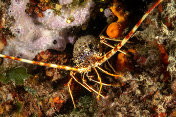 Mediterranean Spiny Lobster in Underwater
