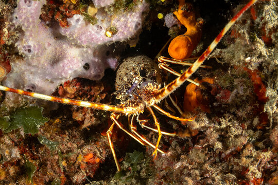 Mediterranean Spiny Lobster in Underwater