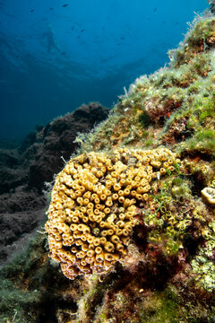 Cladocora caespitosa, commonly known as cushion coral, is a stony coral of the subclass Hexacorallia