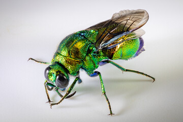 Vespe dorata  (Chrysididae) macro primo piano
