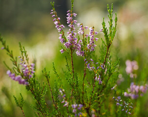 flowers in the field