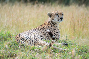 A cheetah rests in a green field, Masai Mara Reserve, Kenya