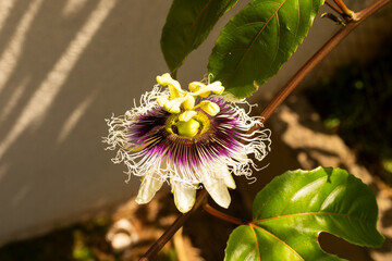 Passion flower with passion fruit leaves and a dramatic sun
