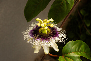 Passion flower with passion fruit leaves and a dramatic sun
