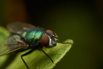 A green fly perched on a green leaf