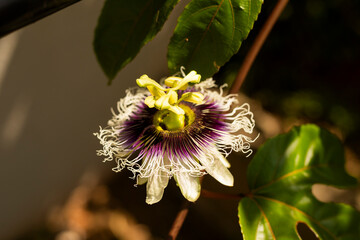 Passion flower with passion fruit leaves and a dramatic sun