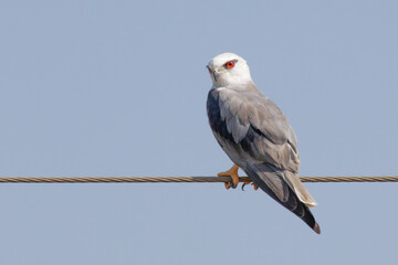 Black winged kite