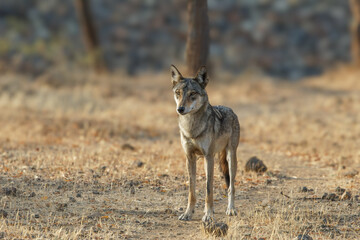 Grey wof