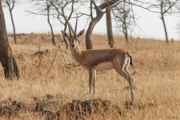 impala in the savannah