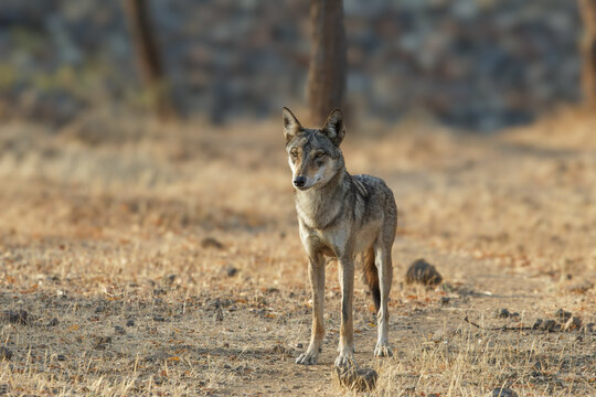 Grey wof