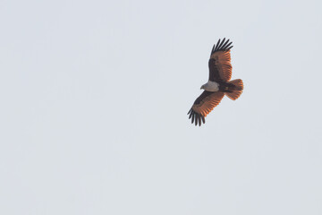 Brahmini Kite in clight closeup shot against sky