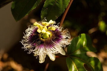 Passion flower with passion fruit leaves and a dramatic sun