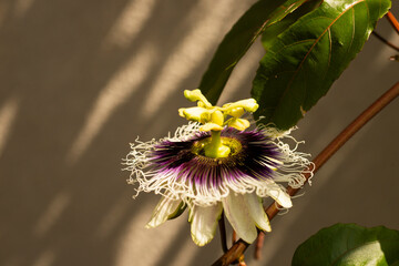 Passion flower with passion fruit leaves and a dramatic sun
