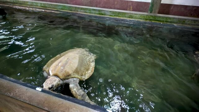 Albino leatherback sea turtle swimming in a hatchery pool in Marissa, Sri Lanka. A unique glimpse into marine conservation efforts for endangered turtle species in a controlled environment.