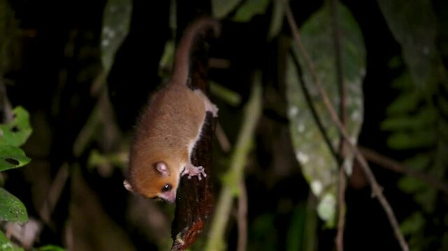 A small, brown mouse lemur hangs from a branch in a rainforest, its large eyes peering curiously at the camera. These nocturnal primates are endemic to Madagascar. Ranomafana National Park.