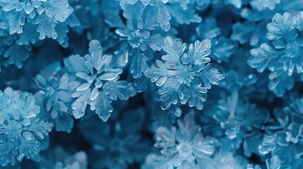 Fototapeta premium A cluster of blue flowers in focus, great for beauty or nature themes
