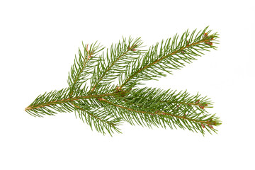 christmas tree branch isolated on white or transparent png