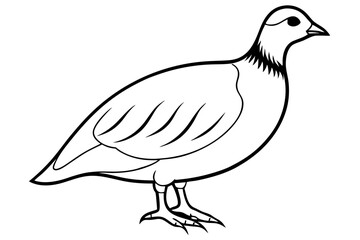 Partridge Bird line art  Vector Classic Wildlife Illustration Design