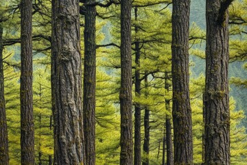 Obraz premium A dense forest with many tall green trees, great for outdoor or nature scenes