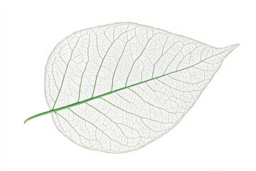 Detailed skeletal leaf structure on a white background, highlighting the intricate natural design of veins and delicate texture. Botanical elegance in simplicity.