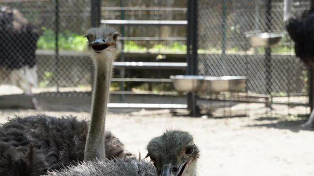 Ostriches are large flightless birds. Two living species are recognised, the common ostrich, native to large areas of sub-Saharan Africa, and the Somali ostrich, native to the Horn of Africa.