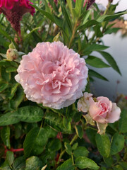 Flower in garden by viigarden