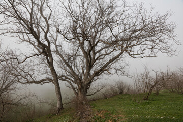 Trees tangled in mountain fog in winter