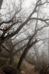 Trees tangled in mountain fog in winter