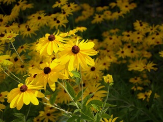 Bright yellow flowers of rudbeckia commonly known as coneflowers or black eyed susans..