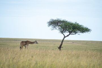 A giraffe strolls gracefully across a lush field, Masai Mara Reserve, Kenya