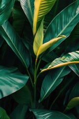 Fototapeta premium A close-up view of a plant with bright green leaves, ideal for use in illustrations or presentations about nature and the outdoors