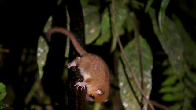 A small, brown mouse lemur hangs from a branch in a rainforest, its large eyes peering curiously at the camera. These nocturnal primates are endemic to Madagascar. Ranomafana National Park.